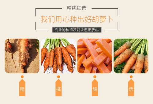 開封特產 新鮮現挖胡蘿卜，沙土孕育的甘甜滋味