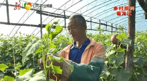 互聯網+本土新鮮蔬菜 送貨上門開啟零售新篇章，助力增收致富